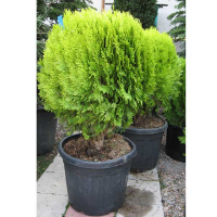 Туя восточная Ауреа Нана купить