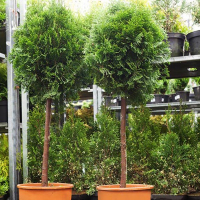 Туя восточная Ауреа Нана на штамбе купить