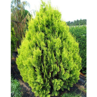 Туя східна Пірамідаліс Ауреа купить