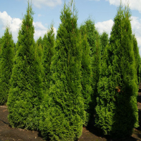 Туя западная Смарагд 140 см купить