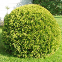 Туя западная Голден Глоб купить
