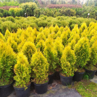 Туя западная Голден Смарагд купить