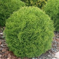 Туя західна Хосері купить