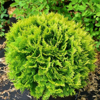 Туя західна Міріам купить