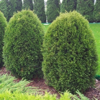 Туя западная Ховей купить