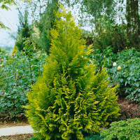 Туя західна 'Столвік' купить