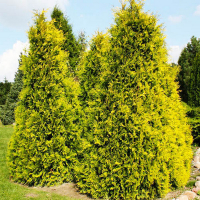 Туя западная Салланд купить
