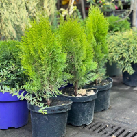 Туя восточная Morgan купить