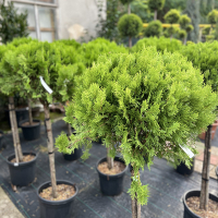 Туя восточная компакта Ауреа Нана штамб купить