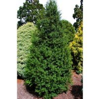 Тис ягодный Фастигиата Ауреа купить
