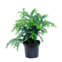 Тис ягодный Репанденс купить