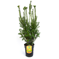 Тис середній Хіллії купить