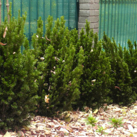 Тис средний Хиллии купить