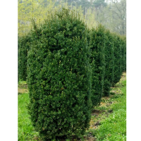 Тис средний Хиксии купить