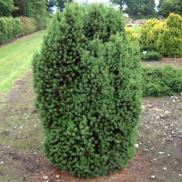 Тис ягодный Оверендери купить