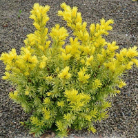 Тисс ягодный Дварф Брайт Голд купить