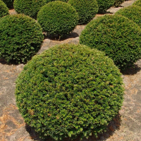 Тис ягодный шар купить