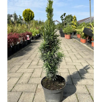 Тис ягодный Грин Рокет купить