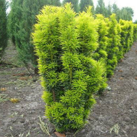 Тис ягодный Давид купить