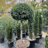 Тис ягодный на штамбе купить