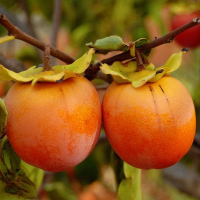 Хурма Kaki Vainiglia купить