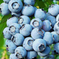 Чорниця високоросла купить