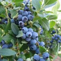 Лохина Eliot купить