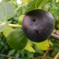 Інжир Ялтинський чорний купить