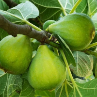 Інжир Каріка Доттато купить