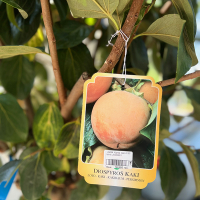 Хурма Kaki купить