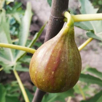 Інжир Рандіно 3х років купить