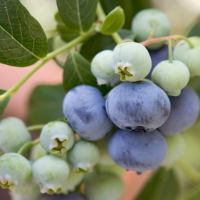 Лохина Blue Crop купить