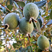 Фейхоа Селловіана купить