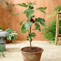 Інжир Каріка Turca купить