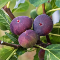 Інжир Каріка Брожіотто Неро купить