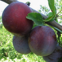 Слива Кишинівська купить