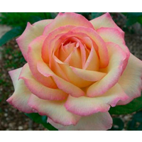 Роза чайно-гибридная Peace (Пис) купить
