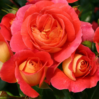 Троянда флорибунда Гебрюдер Грімм купить