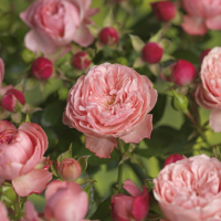 Роза микс купить