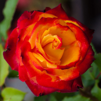 Роза флорибунда Майн Мюнхен купить