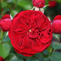 Роза флорибунда Роткепхен купить