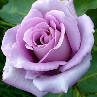 Роза плетистая Blue Moon (Блю Мун) купить