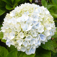 Гортензія крупнолистова Forever&Ever мікс купить