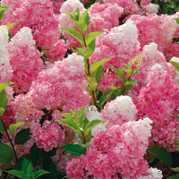 Гортензия метельчатая Forever&Ever микс купить