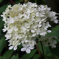 Гортензія мітловидна Фантом купить