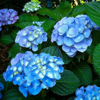 Гортензия крупнолистная микс купить