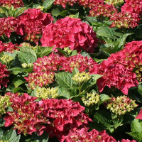 Гортензия крупнолистная Хот Ред купить