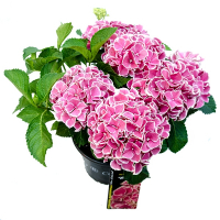 Гортензия крупнолистная Royalty Collection микс купить