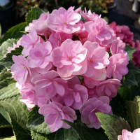 Гортензия крупнолистная Forever&Ever микс купить