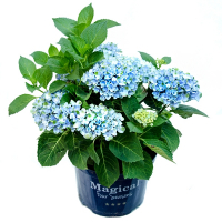 Гортензия крупнолистная Magical Four Seasons купить